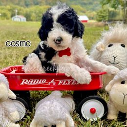 Cosmo - Black and white male Sheepadoodle puppy in Cambridge, Ohio from Sweet Creek Pups