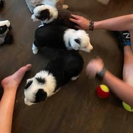 Australian Shepherd Puppies from Thousand Hills Australian Shepherds