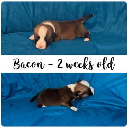 Bacon - Red male Pembroke Welsh Corgi puppy in Dickinson, Texas from Careaga Farms