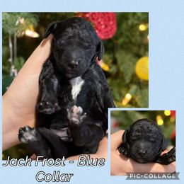 Jack Frost - Blue Collar - Parti male Goldendoodle puppy in Howard City, Michigan from Doodles and Chaos