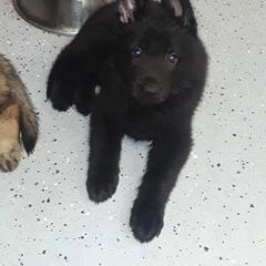 German Shepherd Puppies from Vom Wiesinger Kennel