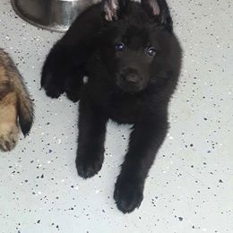 German Shepherd Puppies from Vom Wiesinger Kennel