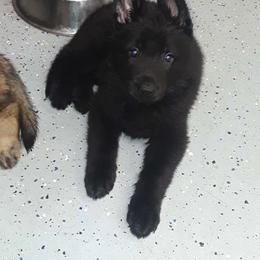 German Shepherd Puppies from Vom Wiesinger Kennel