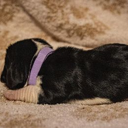 Basset Hound Puppies from Tabitha Schwierking