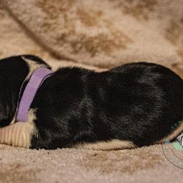 Basset Hound Puppies from Tabitha Schwierking