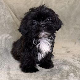 Tiny Pesto - Black male Shih Tzu puppy in California from Boodaboo Shih Tzu’s