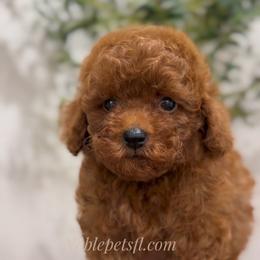 David - Red  male Poodle puppy in North Port, Florida from Noble Pets