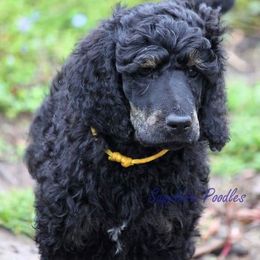 Poodle Puppies from Sapphire Poodles