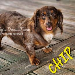 Chip - Dachshund