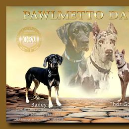 Great Dane puppies from Pawlmetto Danes