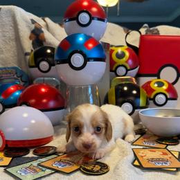 Fancy - Cream female Dachshund puppy in Hudson, Michigan from Mittentail Kennel Miniature Dachshunds & Australian Shepherds