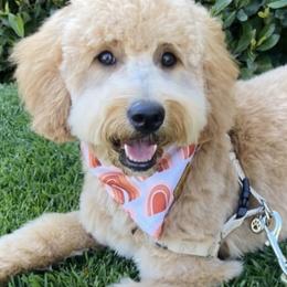 Goldendoodles from Aspen Doodles