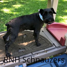 Duchess - Miniature Schnauzer