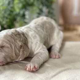 Poodle Puppies from Home of Doodles