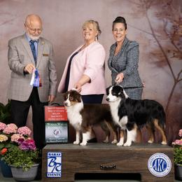 Miniature American Shepherd and Miniature Australian Shepherd All Grown Up from ShawnMarie Davis