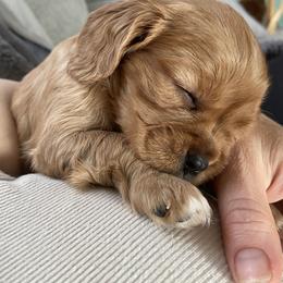 Penny - Ruby female Cavalier King Charles Spaniel puppy in Orrville, Ohio from Heart of a Cavalier