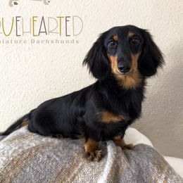 Riley - Dachshund