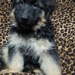 Ares - German Shepherd puppy from Blauen Bergen