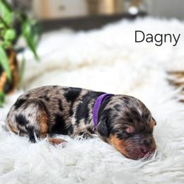Dagny - Merle female Bernedoodle puppy in Gaylord, Michigan from Dog Mom Co. Doodles