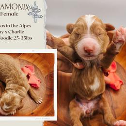 Chamonix - Red  female Goldendoodle puppy in Hilton, New York from The House of Goldendoodle