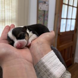 Remington - Black and tan male Pembroke Welsh Corgi puppy in Dugspur, Virginia from Camelot  Pembroke Corgis