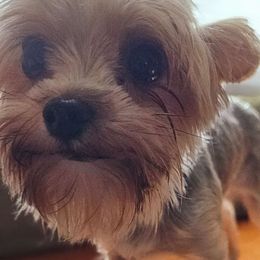 Rose - Yorkshire Terrier