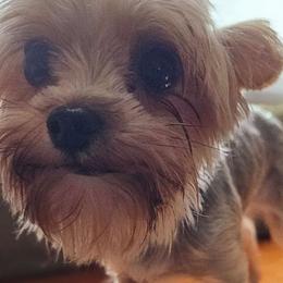 Rose - Yorkshire Terrier