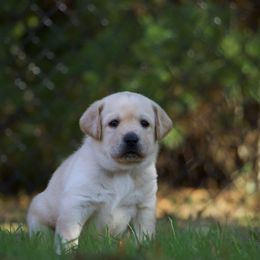 Pickles - Yellow female Labrador Retriever puppy in Green Lake, Wisconsin from Breezy Retrievers