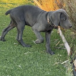 Weimaraner Puppies from Kennedy Weimaraners