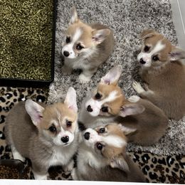 Pembroke Welsh Corgi Puppies from Brilliant Breeds