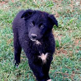 Sage - Black & white female Australian Shepherd puppy in Mineral Wells, Texas from A6 Australian Shepards