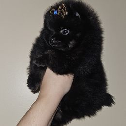 Pomeranian Puppies from Legacy Poms OC