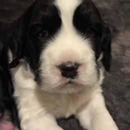 Watson - Black and white male English Springer Spaniel puppy in Crystal,, Minnesota from Everlark English Springer Spaniels