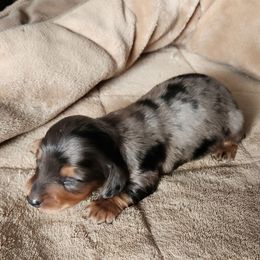 AKC Rockey - Dapple male Dachshund puppy in Torrance, California from Lucky Dachshunds