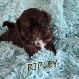 Ripley - Chocolate and tan male Shih Tzu puppy in Molino, Florida from First Passion Shih Tzus