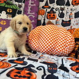 Girl 4 (Argus) (mint collar) - Light golden female Golden Retriever puppy in Hubbard, Ohio from Whickering Pines Golden Retrievers