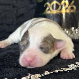 Kiss - Red female Pembroke Welsh Corgi puppy in Muldrow, Oklahoma from Dean’s Rustic Ranch Corgis and Horses