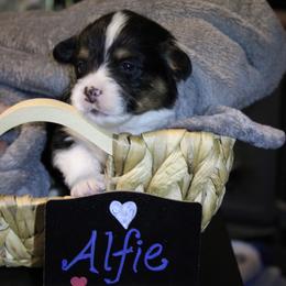 Alfie - Black and tan male Pembroke Welsh Corgi puppy in Purcellville, Virginia from Rhone River Farm Pembroke Welsh Corgis