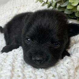 Isla - Black female Pomeranian puppy in Eden, North Carolina from Whippoorwill Pomeranians