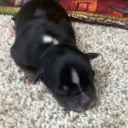 Black Tri-2 - Black tri male Miniature Australian Shepherd puppy in Ronan, Montana from Dirt Road Aussie’s of Montana