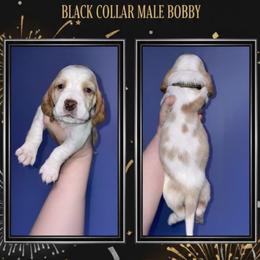 Black Collar - Lemon and white male Basset Hound puppy in Callao, Virginia from Walk The Line Basset Hounds