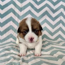 Boomer - Black and tan male Pembroke Welsh Corgi puppy in Norman, Oklahoma from Charm Farm Corgis
