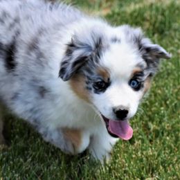 Miniature American Shepherd and Miniature Australian Shepherd Puppies from War Eagle Kennel