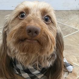 Dachshunds and French Bulldogs from Gils Funny Farm
