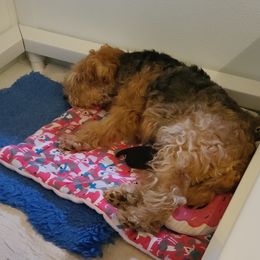 Giant Schnauzer and Lakeland Terrier Puppies from Lazy VL Lakelands