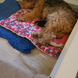 Giant Schnauzer and Lakeland Terrier Puppies from Lazy VL Lakelands