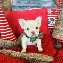 Fluffy Cream - Fawn and white male French Bulldog puppy in Jordan Valley, Oregon from Floating Feather Frenchies
