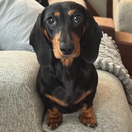Mayhem - Dachshund