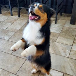 Roku - Miniature American Shepherd