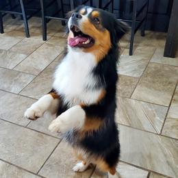 Roku - Miniature American Shepherd